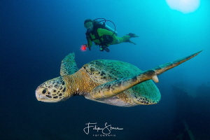 Turtle at the Fang Ming wreck, La Paz, Mexico. by Filip Staes 